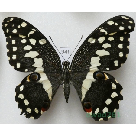 Papilio demodocus Esper, 1798 Camerun 78mm94f